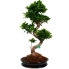 Ficus Microcarpa Ginseng In Zwarte Pot - Bonsai - P52 H100 - Kamerplant 1 Ficus Microcarpa Ginseng In Zwarte Pot - Bonsai - P52 H100 - Kamerplant -Natur Bloemen Winkel ficus microcarpa ginseng bonsai p42 h90 4