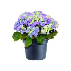 Bloempot Elho Green Basics Cilinder 55cm - Living Black 6 Bloempot Elho Green Basics Cilinder 55cm - Living Black -Natur Bloemen Winkel green basics cilinder 55cm bloempot living black 6 16