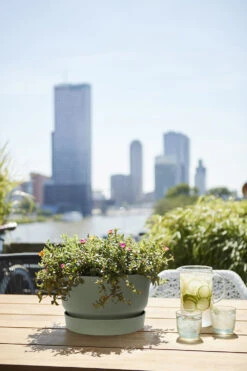 Plantenschaal Elho Greenville 33cm - Bladgroen 7 Plantenschaal Elho Greenville 33cm - Bladgroen -Natur Bloemen Winkel greenville schaal 33cm bloempot bladgroen 6 13