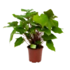 Homalomena Rubescens 'Maggy' - P19 H60 - Kamerplant -Natur Bloemen Winkel homalomena rubescens maggy p19 h60 1 2