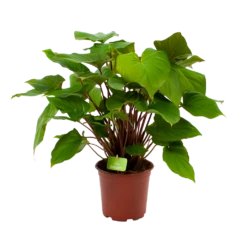 Homalomena Rubescens 'Maggy' - P19 H60 - Kamerplant