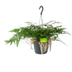 Humata Tyermannii - In Hangpot - P17 H30 - Kamerplant