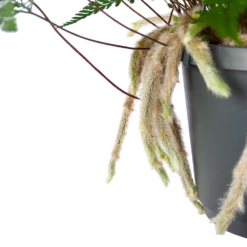 Humata Tyermannii - In Hangpot - P17 H30 - Kamerplant -Natur Bloemen Winkel humata tyermannii in hangpot p17 h30 6