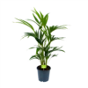 Kentiapalm - Howea Forsteriana - P19 H80 - Kamerplant -Natur Bloemen Winkel kentiapalm howea forsteriana p19 h80 1