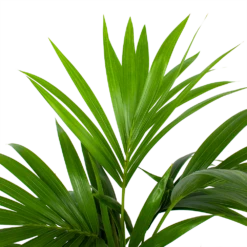 Kentiapalm - Howea Forsteriana - P19 H80 - Kamerplant -Natur Bloemen Winkel kentiapalm howea forsteriana p19 h80 5