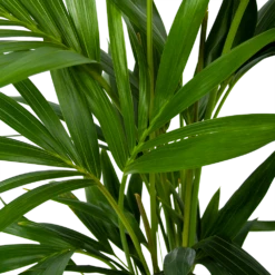 Kentiapalm - Howea Forsteriana - P19 H80 - Kamerplant -Natur Bloemen Winkel kentiapalm howea forsteriana p19 h80 6