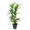 Kentiapalm - Howea Forsteriana - P19 H90 - Kamerplant 1 Kentiapalm - Howea Forsteriana - P19 H90 - Kamerplant -Natur Bloemen Winkel kentiapalm howea forsteriana p19 h90 1 1