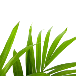 Kentiapalm - Howea Forsteriana - P19 H90 - Kamerplant -Natur Bloemen Winkel kentiapalm howea forsteriana p19 h90 5 1