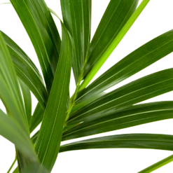 Kentiapalm - Howea Forsteriana - P21 H140 - Kamerplant -Natur Bloemen Winkel kentiapalm howea forsteriana p21 h140 5