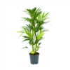 Kentiapalm - Howea Forsteriana - P24 H130 - Kamerplant -Natur Bloemen Winkel kentiapalm howea forsteriana p24 h130 1