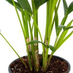 Kentiapalm - Howea Forsteriana - P24 H130 - Kamerplant -Natur Bloemen Winkel kentiapalm howea forsteriana p24 h130 5