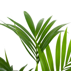 Kentiapalm - Howea Forsteriana - P24 H130 - Kamerplant -Natur Bloemen Winkel kentiapalm howea forsteriana p24 h130 6