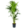 Kentiapalm - Howea Forsteriana - P24 H170 - Kamerplant 2 Kentiapalm - Howea Forsteriana - P24 H170 - Kamerplant -Natur Bloemen Winkel kentiapalm howea forsteriana p24cm h170cm 4