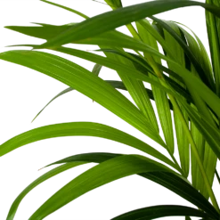 Kentiapalm - Howea Forsteriana - P24 H170 - Kamerplant 6 Kentiapalm - Howea Forsteriana - P24 H170 - Kamerplant -Natur Bloemen Winkel kentiapalm howea forsteriana p24cm h170cm 5