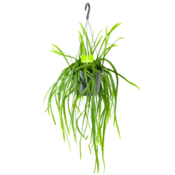 Lepismium Bolivianum - In Hangpot - P17 H40 - Kamerplant