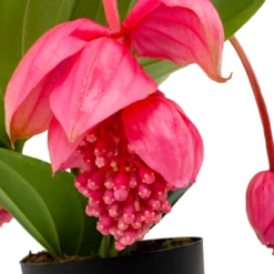 Natur Bloemen Winkel 31 Natur Bloemen Winkel -Natur Bloemen Winkel medinella magnifica trosbloem p17 h60 5