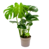 Monstera Deliciosa - Gatenplant - P17 H65 - Kamerplant 1 Monstera Deliciosa - Gatenplant - P17 H65 - Kamerplant -Natur Bloemen Winkel monstera deliciosa gatenplant p17 h65 4