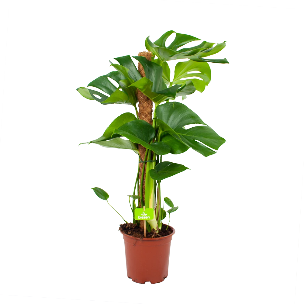 Monstera Deliciosa Op Mosstok - Gatenplant - P19 H80 - Kamerplant 3 Monstera Deliciosa Op Mosstok - Gatenplant - P19 H80 - Kamerplant