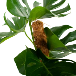 Monstera Deliciosa Op Mosstok - Gatenplant - P19 H80 - Kamerplant 9 Monstera Deliciosa Op Mosstok - Gatenplant - P19 H80 - Kamerplant -Natur Bloemen Winkel monstera deliciosa op mosstok gatenplant p19 h80 5