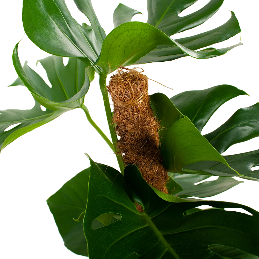 Monstera Deliciosa Op Mosstok - Gatenplant - P19 H80 - Kamerplant 5 Monstera Deliciosa Op Mosstok - Gatenplant - P19 H80 - Kamerplant - Afbeelding 3