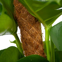 Monstera Deliciosa Op Mosstok - Gatenplant - P19 H80 - Kamerplant 10 Monstera Deliciosa Op Mosstok - Gatenplant - P19 H80 - Kamerplant -Natur Bloemen Winkel monstera deliciosa op mosstok gatenplant p19 h80 6