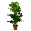 Monstera Deliciosa Op Mosstok - Gatenplant - P24 H120 - Kamerplant 2 Monstera Deliciosa Op Mosstok - Gatenplant - P24 H120 - Kamerplant -Natur Bloemen Winkel monstera deliciosa op mosstok gatenplant p24 h120 1 1