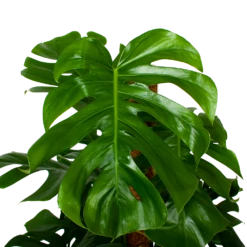 Monstera Deliciosa Op Mosstok - Gatenplant - P24 H120 - Kamerplant 7 Monstera Deliciosa Op Mosstok - Gatenplant - P24 H120 - Kamerplant -Natur Bloemen Winkel monstera deliciosa op mosstok gatenplant p24 h120 5 1