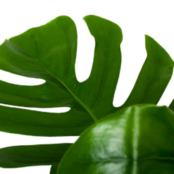 Monstera Deliciosa Op Mosstok - Gatenplant - P24 H120 - Kamerplant 8 Monstera Deliciosa Op Mosstok - Gatenplant - P24 H120 - Kamerplant -Natur Bloemen Winkel monstera deliciosa op mosstok gatenplant p24 h120 6