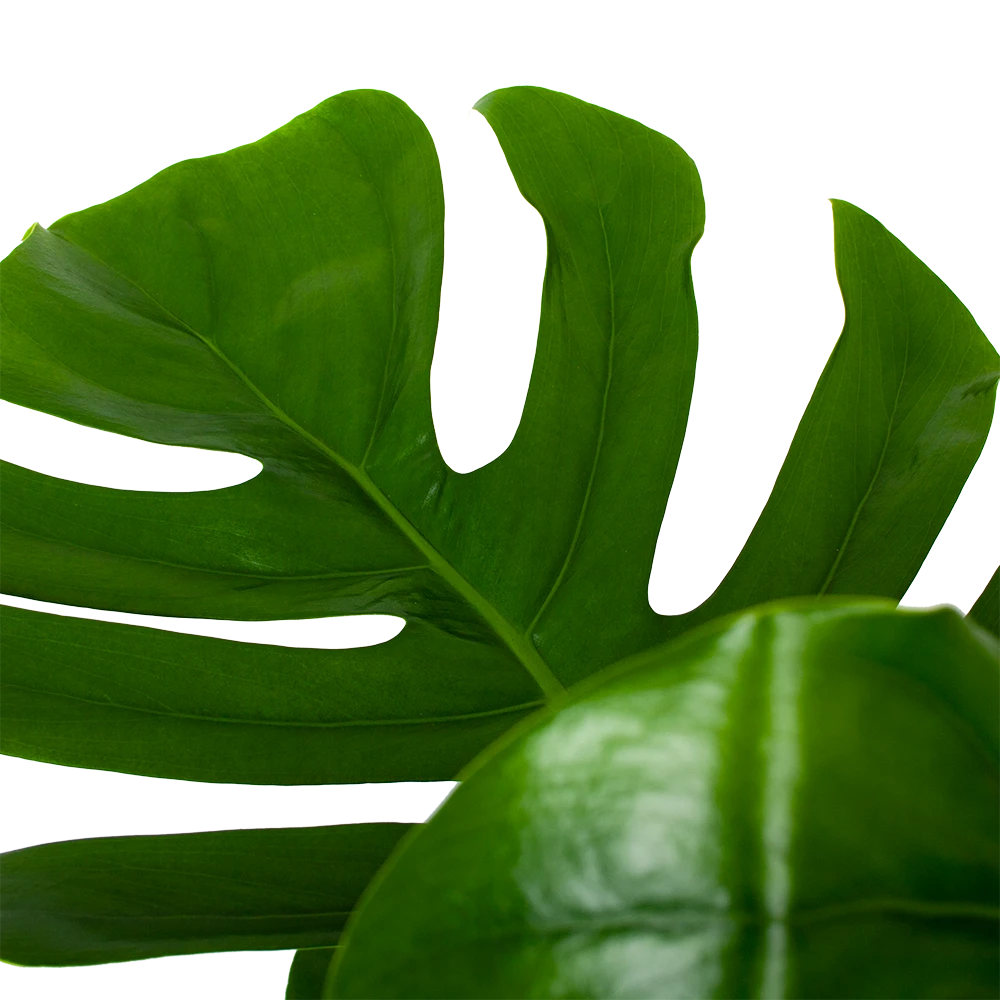 Monstera Deliciosa Op Mosstok - Gatenplant - P24 H120 - Kamerplant 5 Monstera Deliciosa Op Mosstok - Gatenplant - P24 H120 - Kamerplant - Afbeelding 3