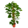 Monstera Deliciosa Op Mosstok - Gatenplant - P24 H150 - Kamerplant 1 Monstera Deliciosa Op Mosstok - Gatenplant - P24 H150 - Kamerplant -Natur Bloemen Winkel monstera deliciosa op mosstok gatenplant p24 h150 1