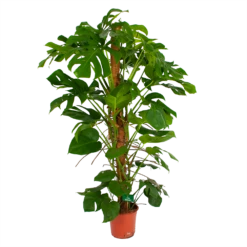 Monstera Deliciosa Op Mosstok - Gatenplant - P24 H150 - Kamerplant 8 Monstera Deliciosa Op Mosstok - Gatenplant - P24 H150 - Kamerplant -Natur Bloemen Winkel monstera deliciosa op mosstok gatenplant p24 h150 4