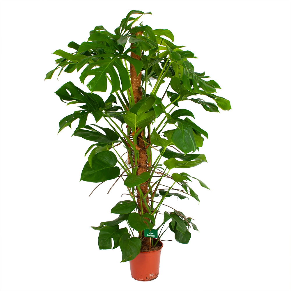 Monstera Deliciosa Op Mosstok - Gatenplant - P24 H150 - Kamerplant 4 Monstera Deliciosa Op Mosstok - Gatenplant - P24 H150 - Kamerplant - Afbeelding 2