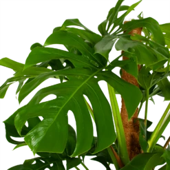 Monstera Deliciosa Op Mosstok - Gatenplant - P24 H150 - Kamerplant 9 Monstera Deliciosa Op Mosstok - Gatenplant - P24 H150 - Kamerplant -Natur Bloemen Winkel monstera deliciosa op mosstok gatenplant p24 h150 5