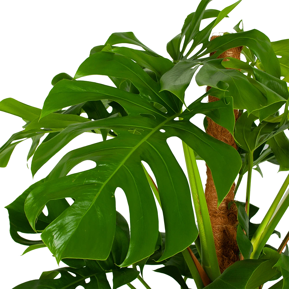 Monstera Deliciosa Op Mosstok - Gatenplant - P24 H150 - Kamerplant 5 Monstera Deliciosa Op Mosstok - Gatenplant - P24 H150 - Kamerplant - Afbeelding 3