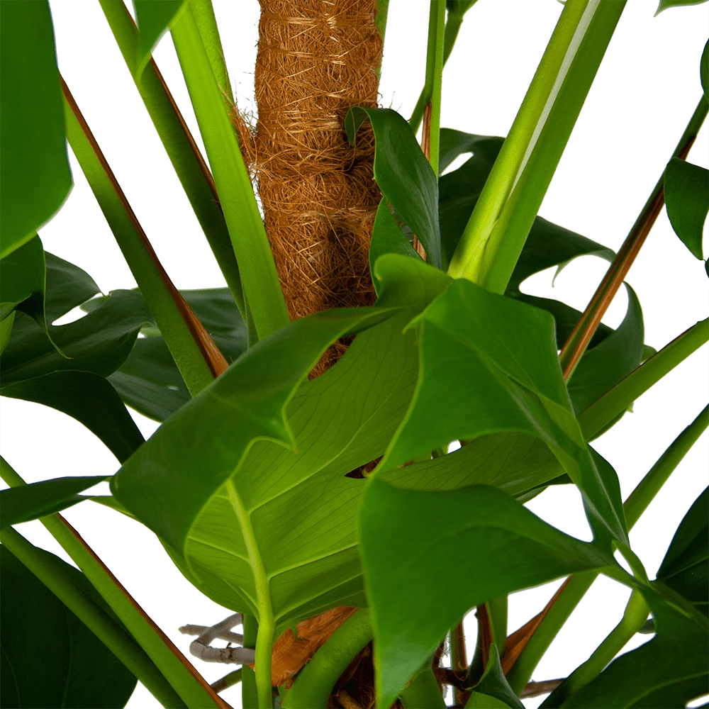 Monstera Deliciosa Op Mosstok - Gatenplant - P24 H150 - Kamerplant 6 Monstera Deliciosa Op Mosstok - Gatenplant - P24 H150 - Kamerplant - Afbeelding 4