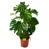 Monstera Deliciosa Op Mosstok - Gatenplant - P27 H120 - Kamerplant -Natur Bloemen Winkel monstera deliciosa op mosstok gatenplant p27 h120 1 3