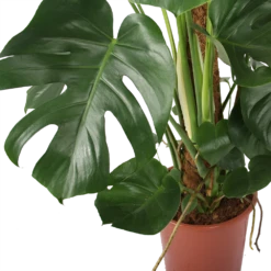 Monstera Deliciosa Op Mosstok - Gatenplant - P27 H120 - Kamerplant -Natur Bloemen Winkel monstera deliciosa op mosstok gatenplant p27 h120 5 3