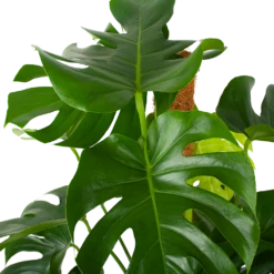 Monstera Deliciosa Op Mosstok - Gatenplant - P27 H120 - Kamerplant -Natur Bloemen Winkel monstera deliciosa op mosstok gatenplant p27 h120 6 3