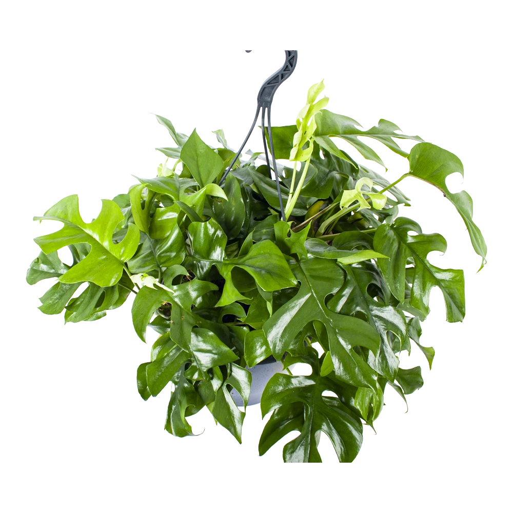 Monstera Minima - Gatenplant - In Hangpot - P27 H30 - Kamerplant 4 Monstera Minima - Gatenplant - In Hangpot - P27 H30 - Kamerplant - Afbeelding 2
