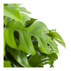Monstera Minima - Gatenplant - In Hangpot - P27 H30 - Kamerplant 8 Monstera Minima - Gatenplant - In Hangpot - P27 H30 - Kamerplant -Natur Bloemen Winkel monstera minima gatenplant in hangpot p27 h30 6