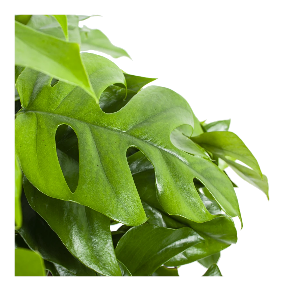 Monstera Minima - Gatenplant - In Hangpot - P27 H30 - Kamerplant 5 Monstera Minima - Gatenplant - In Hangpot - P27 H30 - Kamerplant - Afbeelding 3