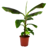 Musa Dwarf Cavendish - Bananenplant - P21 H90 - Kamerplant -Natur Bloemen Winkel musa dwarf cavendish bananenplant p21 h90 4