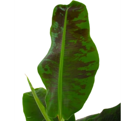 Natur Bloemen Winkel 25 Natur Bloemen Winkel -Natur Bloemen Winkel musa dwarf cavendish bananenplant p21 h90 5