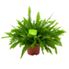 Nephrolepis Exalata Green Lady - Krulvaren - P19 H60 - Kamerplant 2 Nephrolepis Exalata Green Lady - Krulvaren - P19 H60 - Kamerplant -Natur Bloemen Winkel nephrolepis exalata green lady krulvaren p19 h60 4