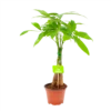 Pachira Aquatica - Geldboom - P12 H45 - Kamerplant 1 Pachira Aquatica - Geldboom - P12 H45 - Kamerplant -Natur Bloemen Winkel pachira aquatica geldboom p12 h45 1