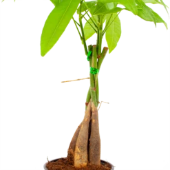 Pachira Aquatica - Geldboom - P12 H45 - Kamerplant 7 Pachira Aquatica - Geldboom - P12 H45 - Kamerplant -Natur Bloemen Winkel pachira aquatica geldboom p12 h45 5