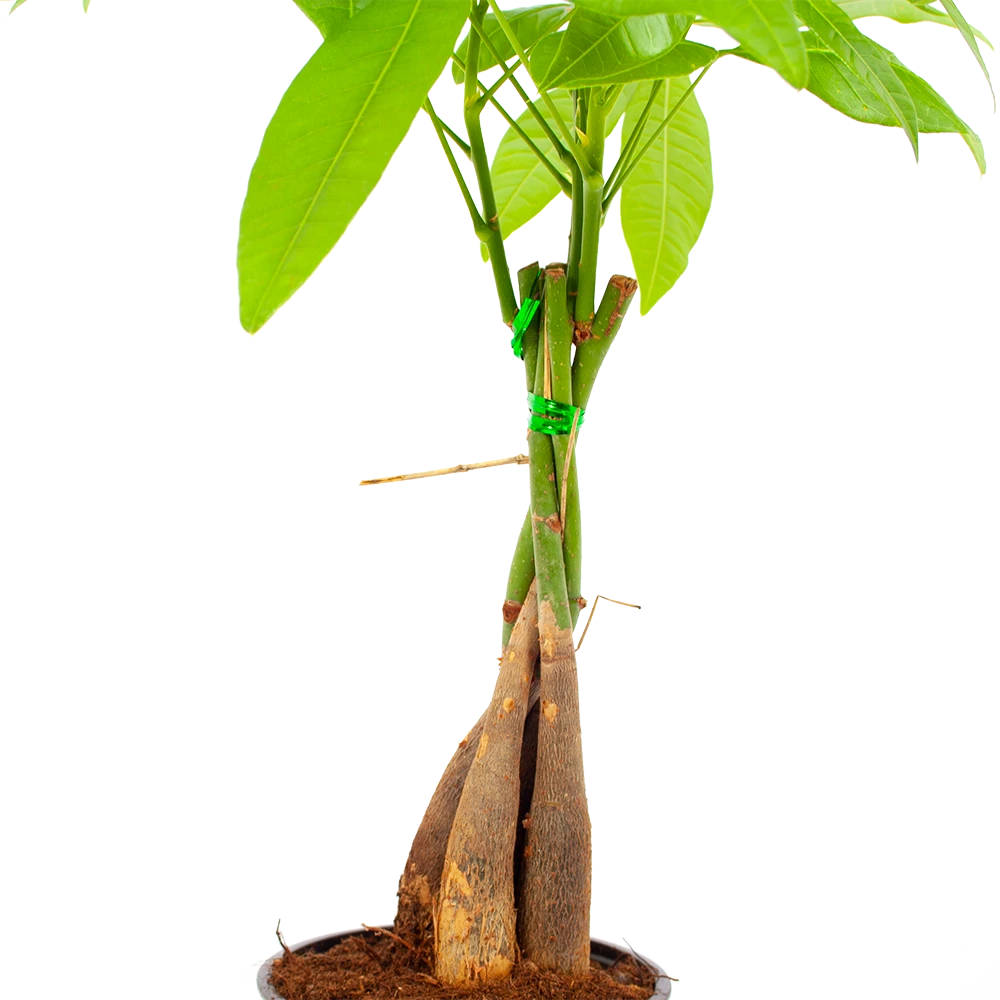 Pachira Aquatica - Geldboom - P12 H45 - Kamerplant 4 Pachira Aquatica - Geldboom - P12 H45 - Kamerplant - Afbeelding 2