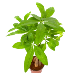 Pachira Aquatica - Geldboom - P12 H45 - Kamerplant 8 Pachira Aquatica - Geldboom - P12 H45 - Kamerplant -Natur Bloemen Winkel pachira aquatica geldboom p12 h45 6