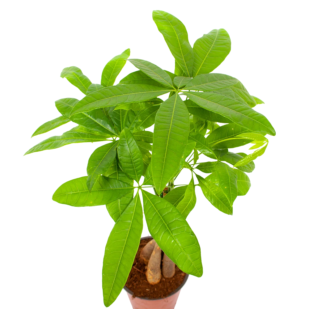 Pachira Aquatica - Geldboom - P12 H45 - Kamerplant 5 Pachira Aquatica - Geldboom - P12 H45 - Kamerplant - Afbeelding 3