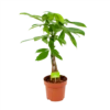 Pachira Aquatica - Geldboom - P17 H60 - Kamerplant -Natur Bloemen Winkel pachira aquatica geldboom p17 h60 1